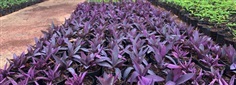 หัวใจสีม่วง ดวงใจม่วง purple heart plant ไม้ประดับ ฟอกอากาศ