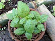 เมล็ดพันธุ์ อิตตาเลี่ยนเบซิล Italian-Basil