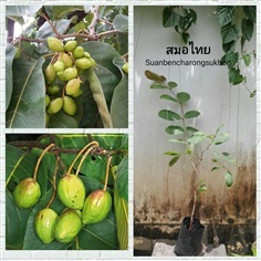 สมอไทย