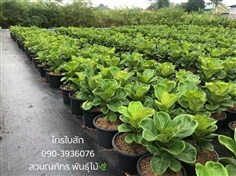 ไทรใบสัก นำเข้าจากจีน