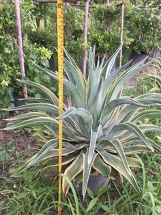 แหล่งผลิต ต้นอากาเว่  Agave ปลีกส่ง มีหลายขนาด ต้นใหญ่สุด  