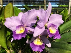 Cattleya 