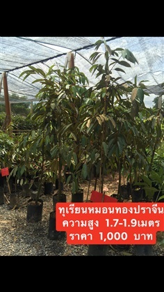 ทุเรียนหมอนทอง