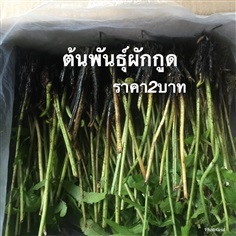 พันธุ์ผักกูด ส่งทั่วไทยเก็บเงินปลายทาง