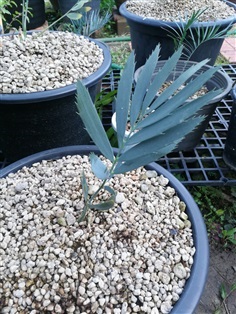  ขาย Encephalartos middleburgensis,E.middleburgensis 