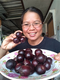 ขายเมล็ดและต้นกล้าตะขบยักษ์ไร้หนาม