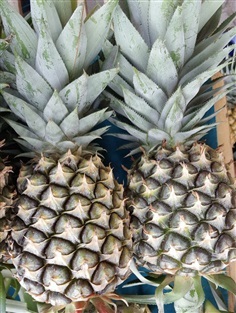 สับปะรด : pineapple พันธุ์ปัตตาเวีย