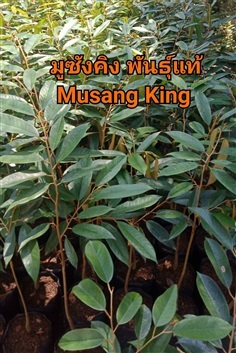 ต้นทุเรียน มูซังคิง Musang King 10 ต้น ส่งฟรี