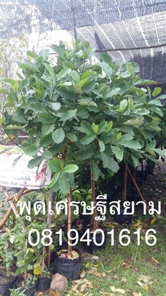 ต้นพุดเศรษฐีสยาม