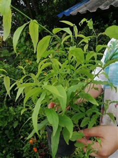 ต้นเสลดพังพอนตัวเมีย