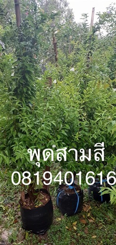 ต้นพุดสามสี