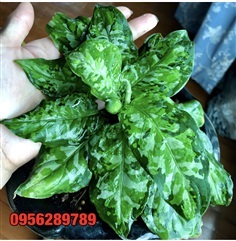  Aglaonema pictum tricolor.เสือพราน 3 สี 