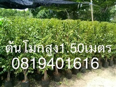 ต้นโมกสูง1.50เมตร