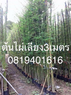 ขายต้นไผ่เลี้ยง ความสูงมี 1-6 เมตร