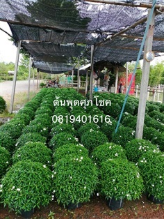 พุดสุภโชค