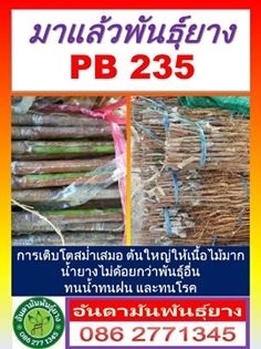 พันธุ์ยางพารา