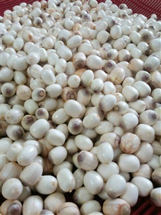 ขายเม็ดบัวสด