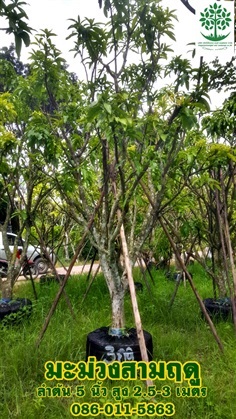 ขายต้นมะม่วงสามฤดูลำต้น 5 นิ้ว สูง 2.5-3 เมตร ฟอร์มสวย