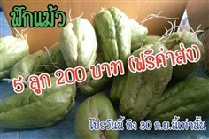 ซาโยเต้