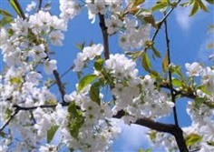 #จำหน่ายต้นซากุระดอกสีขาว โอกินาว่า เพาะเมล็ดสีขาว 