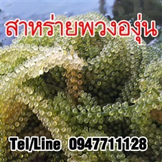 ขายส่งสาหร่ายพวงองุ่น ราคาถูก