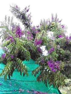คูนม่วง - Lonchocarpus Violaceus  (กทม)