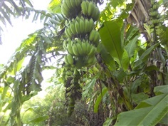 ขายกล้วยน้ำว้าสวนใหญ่ที่สุดใน ลาดหลุมแก้ว