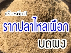 รากปลาไหลเผือกบด