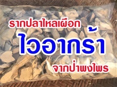 รากปลาไหลเผือก 