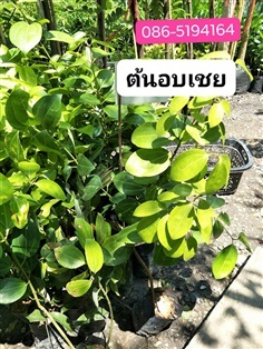 ต้นอบเฉย