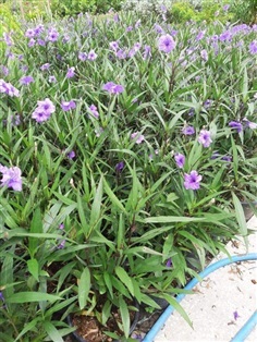 ฟ้าประทานพร - Ruellia (กทม) 