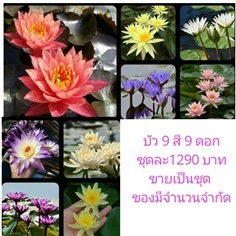 ไหลบัว 9 สี 9 ดอก 1 ชุด