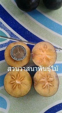 ตะขบยักษ์ไร้หนาม