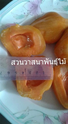 ขนุนแดงสุริยา