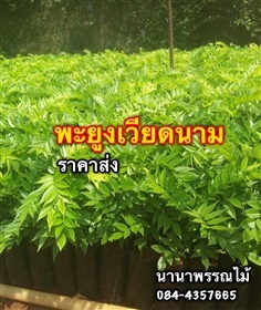 พะยูงเวียดนาม