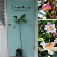 บัวสวรรค์สีชมพู (ดอกหอม-หายาก)