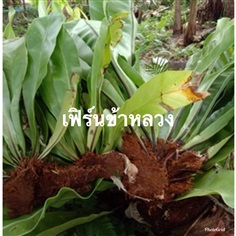 เฟิร์นข้าหลวง