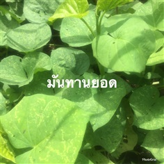 พันธุ์มันเทศ มันทานยอด 