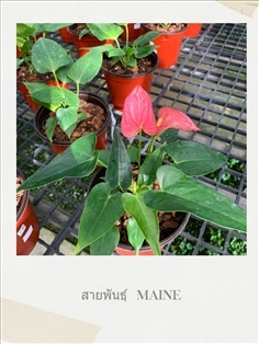 Anthurium  (ต้นดอกหน้าวัว)