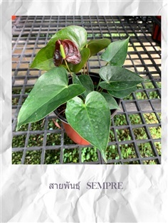 Anthurium  (ต้นดอกหน้าวัว)