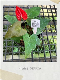 Anthurium  (ต้นดอกหน้าวัว)