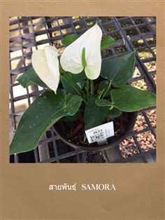 Anthurium  (ต้นดอกหน้าวัว)