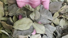 ใบมะกรูดอบแห้ง Dried kaffir kime leaves