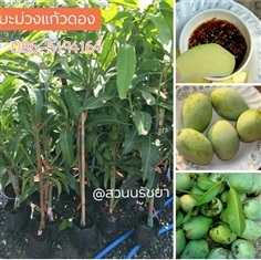 มะม่วงแก้วดอง/แก้วโบราณ