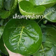 เล็บครุฑลังกา