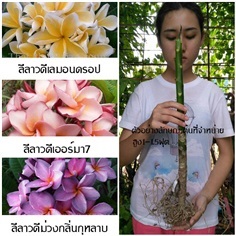 ลีลาวดีสีสวย (ปลูกง่าย-ดอกหอม)