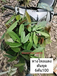 หางไหลแดง/โล่ติ๊น พันธุ์นี้ฤทธิ์แรง ถูกที่สุดในไทย