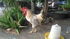 ไก่ไข่สวยงาม ตัวผู้ สีไทยบาร์