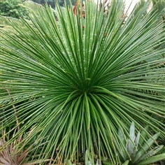 Agave geminiflora