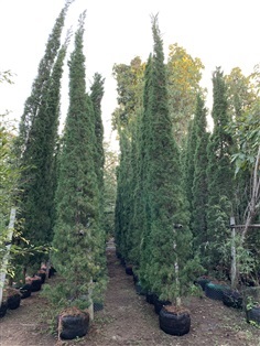 ต้นสนมังกรสูง 6-7เมตร